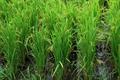 oryza sativa
